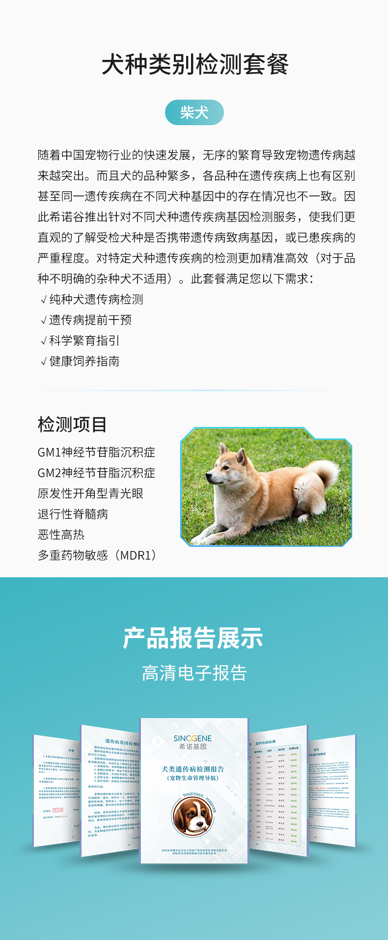 柴犬.jpg