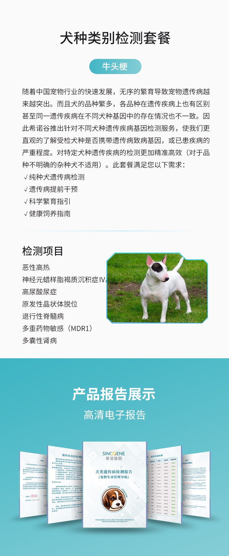 牛头梗.jpg