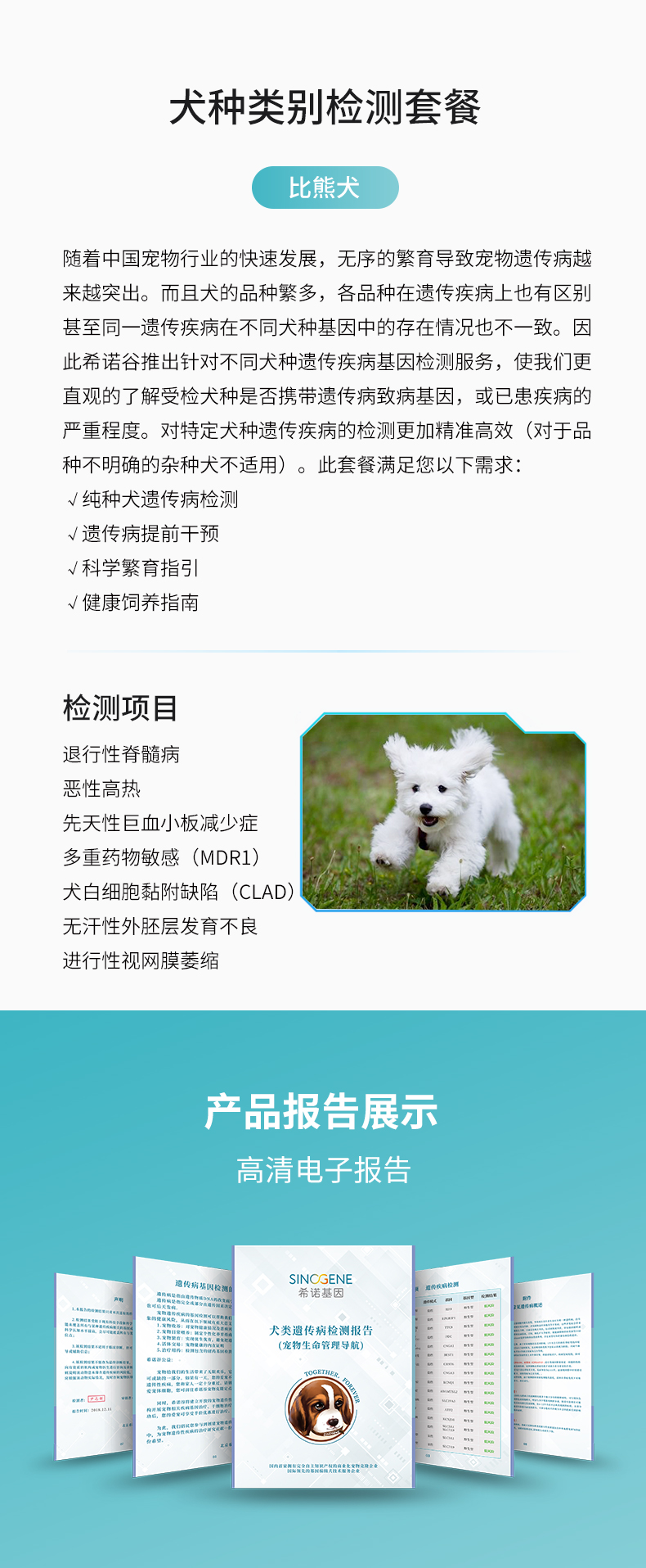 比熊犬.jpg