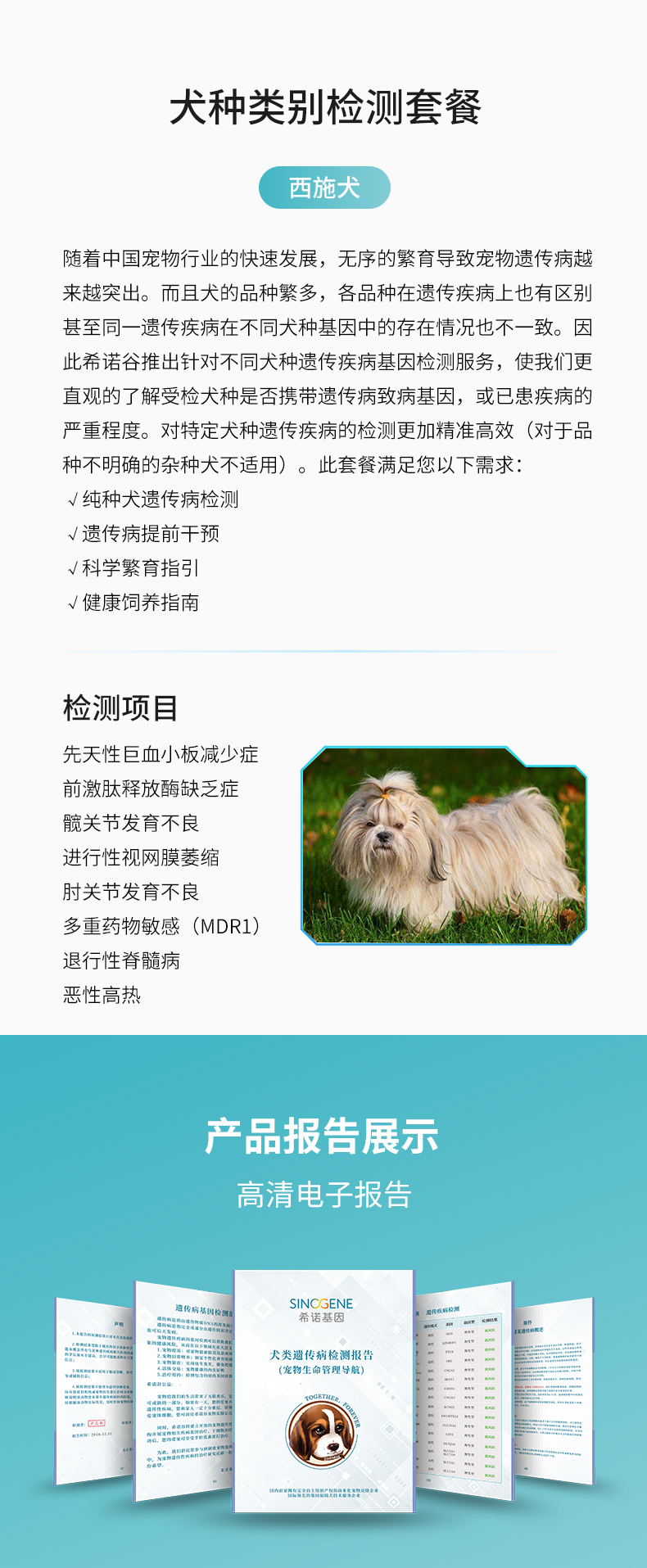 西施犬.jpg