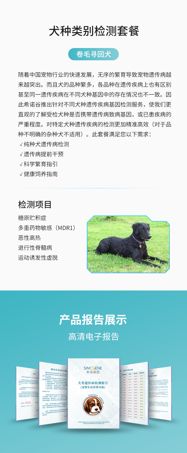 卷毛寻回犬.jpg