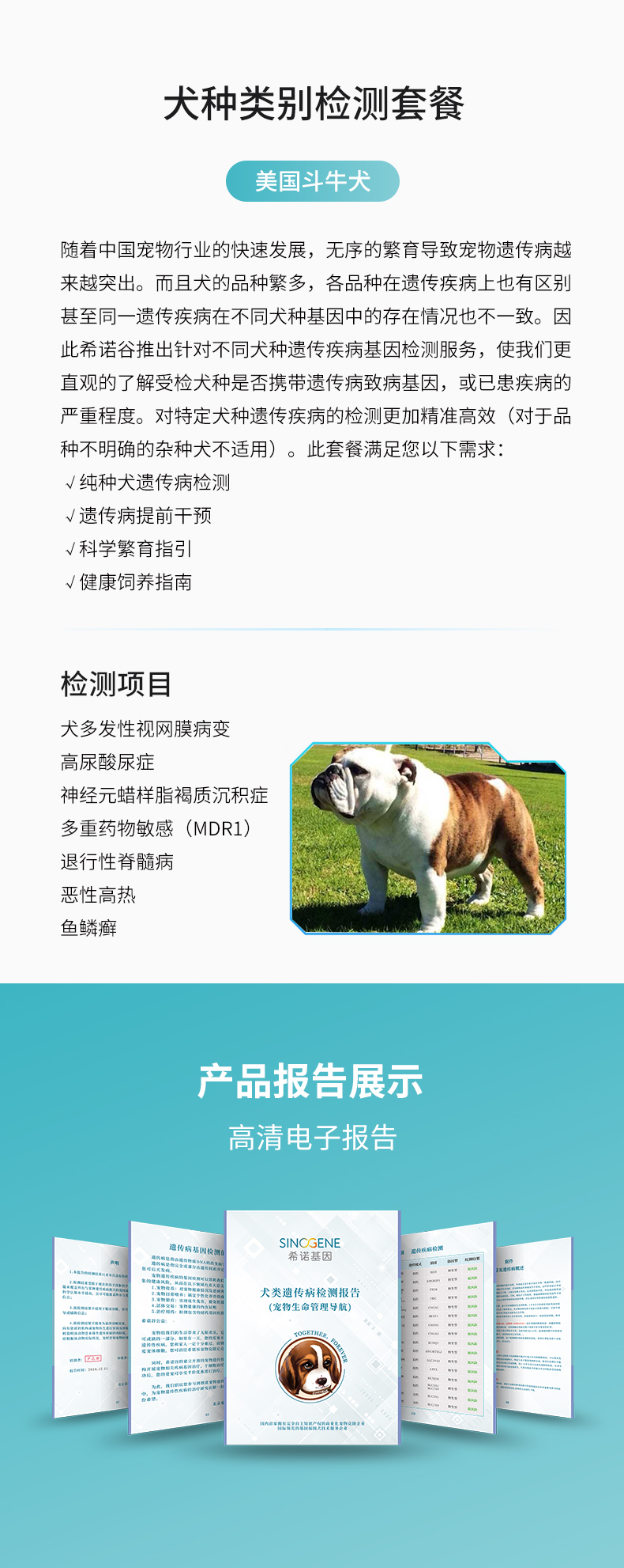 美国斗牛犬.jpg