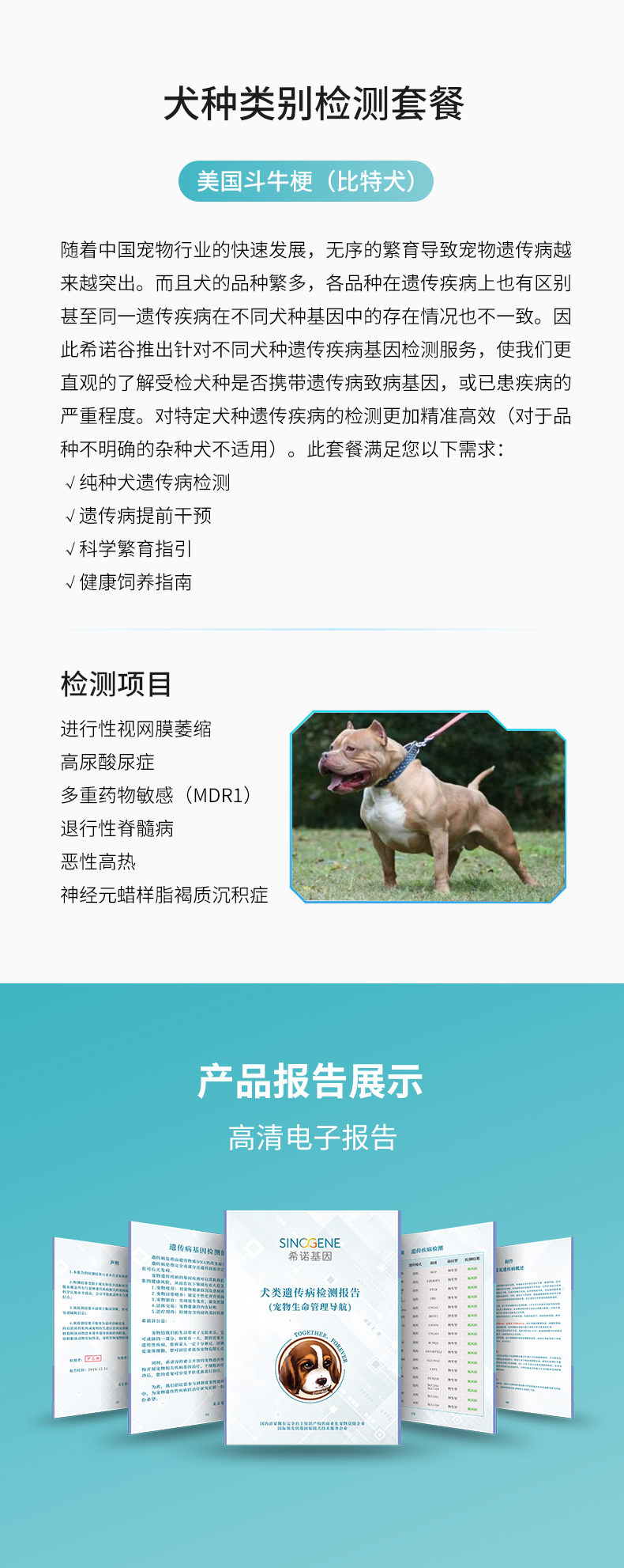 比特犬.jpg