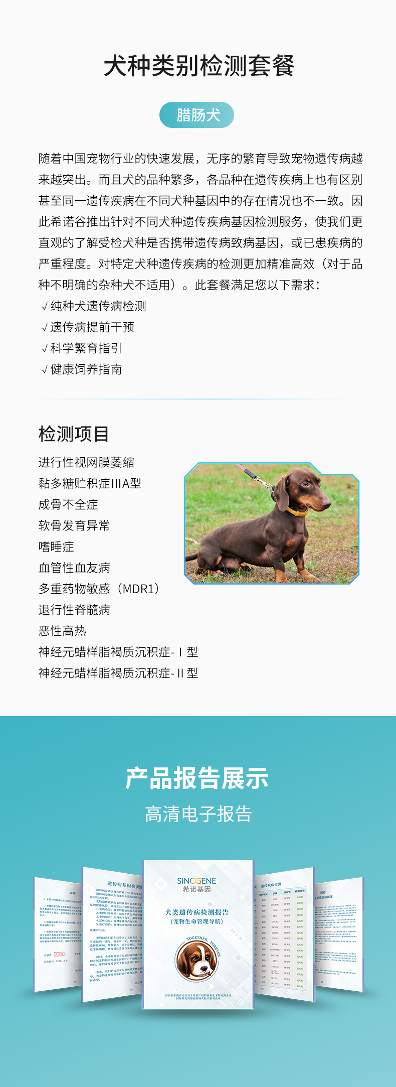 腊肠犬.jpg