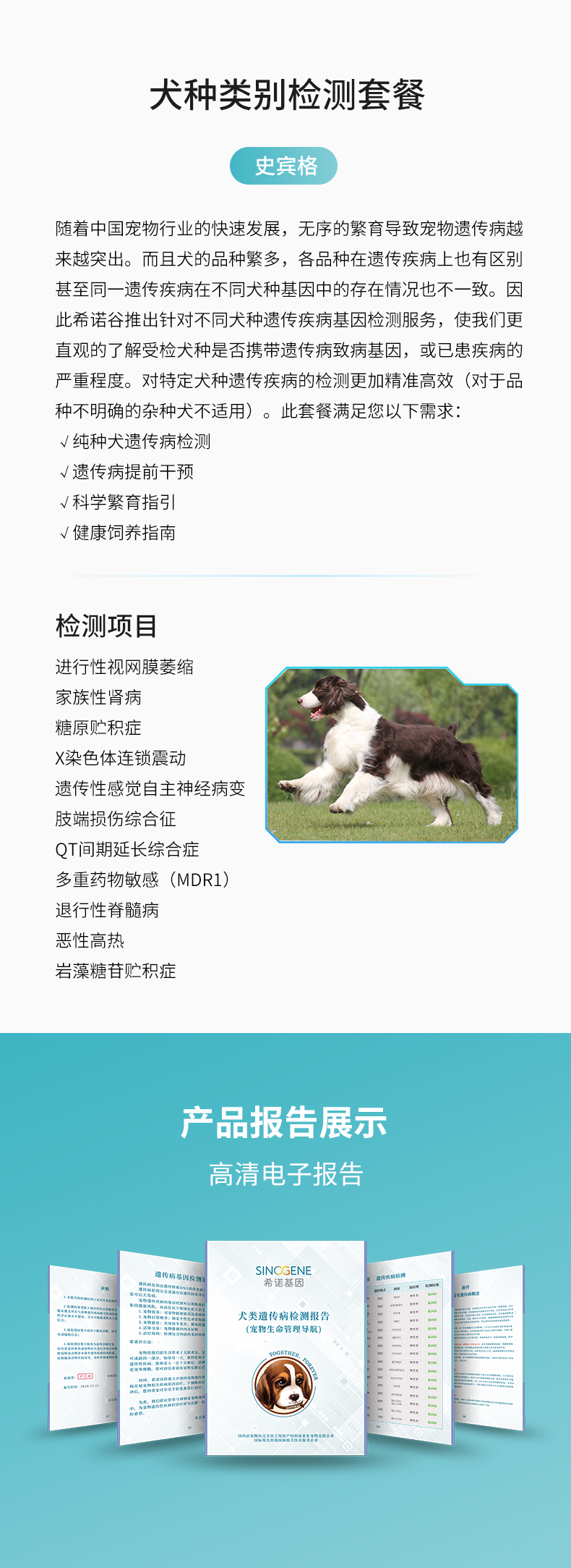 史宾格.jpg