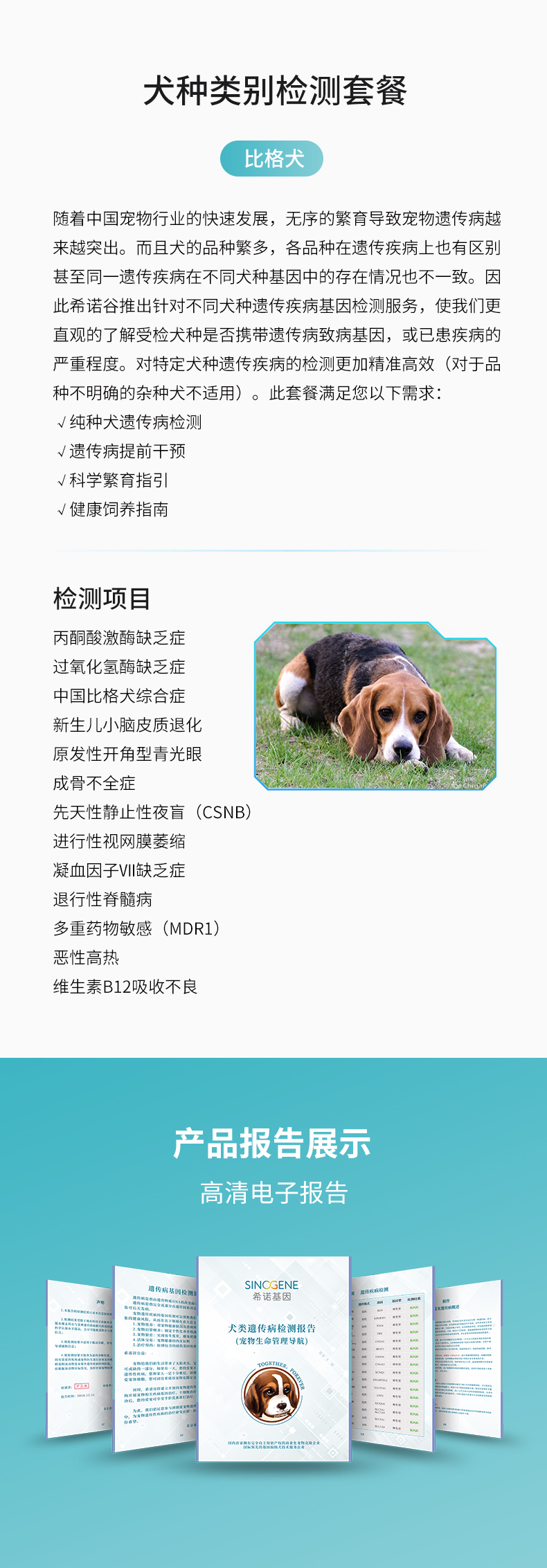 比格犬.jpg